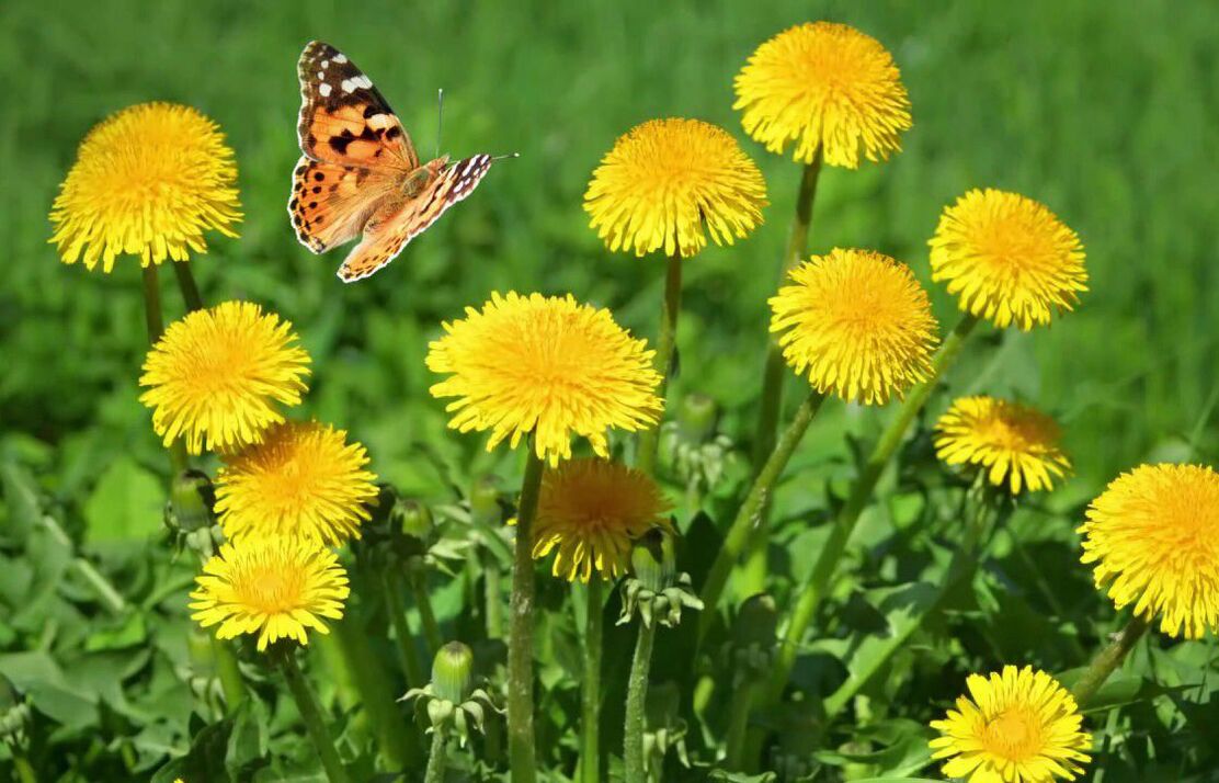 collection of dandelions for the treatment of papilloma and warts