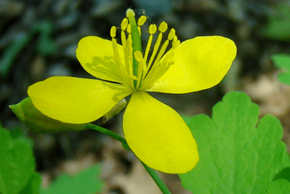 celandine herb flowers to remove papilloma